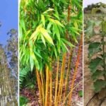 बांस, सागौन और नीलगिरी के 1000 पौधे लगाने पर 3 साल में मिलेगा 25 हजार का अनुदान