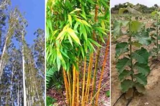 बांस, सागौन और नीलगिरी के 1000 पौधे लगाने पर 3 साल में मिलेगा 25 हजार का अनुदान