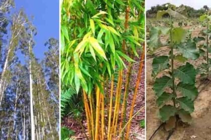 बांस, सागौन और नीलगिरी के 1000 पौधे लगाने पर 3 साल में मिलेगा 25 हजार का अनुदान