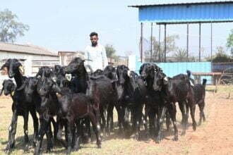 गौठानों में भी बकरी प्रजनन केंद्र, दुर्ग के कुर्मीगुंडरा गौठान में किया गया नवाचार