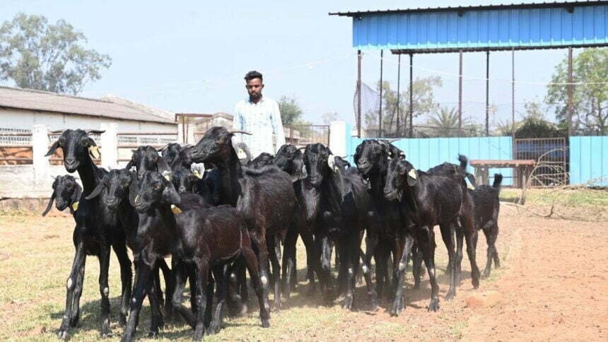 गौठानों में भी बकरी प्रजनन केंद्र, दुर्ग के कुर्मीगुंडरा गौठान में किया गया नवाचार