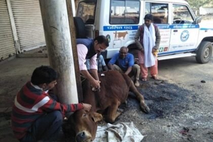 दुर्घटना में घायल पशुओं के इलाज के लिए जारी हुआ हेल्पलाइन नंबर, शुरू हुई मदद, कलेक्टर ने दिए थे निर्देश