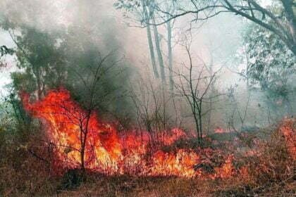 प्रदेश के वन क्षेत्रों को आग से बचाने सरकार की व्यापक पहल, कंट्रोल रूम स्थापित, टोल फ्री नंबर जारी