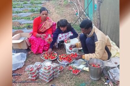 Big News: जशपुरिया स्ट्राबेरी से महक रहा छत्तीसगढ़, हिमांचल प्रदेश, महाराष्ट्र में उत्पादित होने वाले स्ट्राबेरी की खेती अब यहां भी