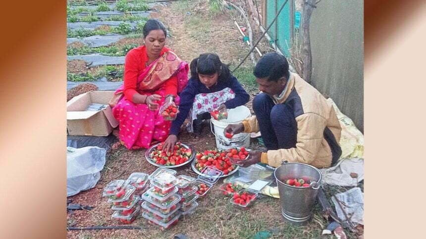 Big News: जशपुरिया स्ट्राबेरी से महक रहा छत्तीसगढ़, हिमांचल प्रदेश, महाराष्ट्र में उत्पादित होने वाले स्ट्राबेरी की खेती अब यहां भी