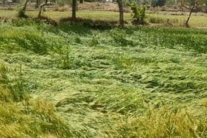 बेमौसम बरसात ने बर्बाद कर दी फसल: सबसे ज्यादा नुकसान गेेंहू और सब्जी किसानों को, प्रशासन की ओर से अब तक कोई नहीं पहुंचा