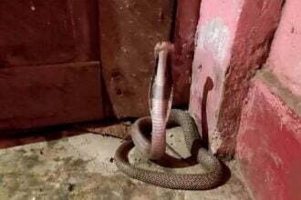 सांप ने परिवार को बनाया बंधक, दरवाजे पर फन फैलाकर घंटो बैठा रहा कोबरा, लोगों की अटकी रही सांसे
