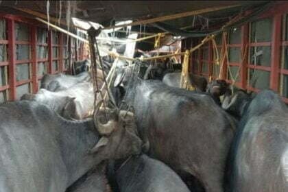 पुलिस ने पकड़ी मवेशियों से भरी ट्रक, चालक हुआ फरार, कत्लखाने ले जा रहे थे जानवर