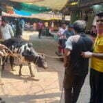 आवारा पशुओं को पकडऩे का चला अभियान, पशु मालिकों को खुले में नहीं छोडऩे के लिए दी गई चेतावनी