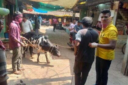 आवारा पशुओं को पकडऩे का चला अभियान, पशु मालिकों को खुले में नहीं छोडऩे के लिए दी गई चेतावनी