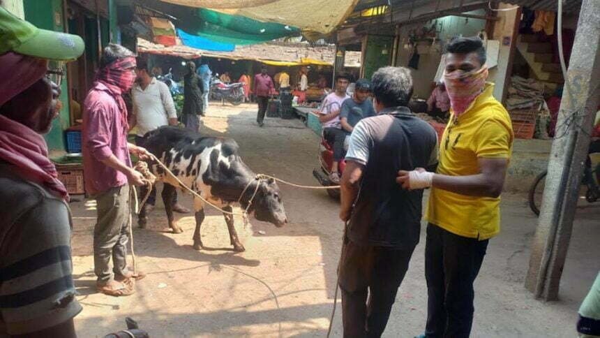 आवारा पशुओं को पकडऩे का चला अभियान, पशु मालिकों को खुले में नहीं छोडऩे के लिए दी गई चेतावनी