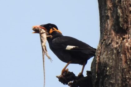 राष्ट्रीय उद्यान से लगे गांवों तक अब राजकीय पक्षी की गूंज रही मीठी बोली