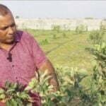 छत्तीसगढ़ के युवा किसान कर रहे हैं खेती में नवाचार, 100 से ज्यादा पौधे,1 साल में ही कई पौधों में फल आने हुए शुरू