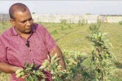 छत्तीसगढ़ के युवा किसान कर रहे हैं खेती में नवाचार, 100 से ज्यादा पौधे,1 साल में ही कई पौधों में फल आने हुए शुरू