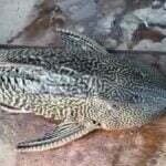 जांजगीर में युवक के हाथ लगी चार आंखों वाली दुर्लभ मछली, अमेजन नदी में पाई जाती है यह प्रजाति