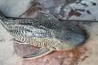 जांजगीर में युवक के हाथ लगी चार आंखों वाली दुर्लभ मछली, अमेजन नदी में पाई जाती है यह प्रजाति