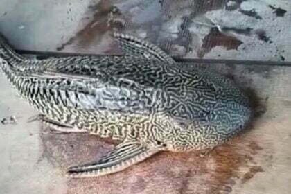 जांजगीर में युवक के हाथ लगी चार आंखों वाली दुर्लभ मछली, अमेजन नदी में पाई जाती है यह प्रजाति