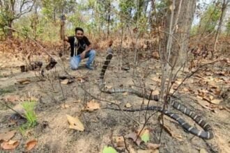 कोरबा में किंग कोबरा: फन फैलाए बैठा था 11 फीट का नागराज, दहशत में ग्रामीण