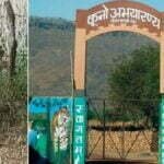 नामीबिया से आया ओबान कूनो से निकलकर गांव में घुसा, ग्रामीणों में दहशत, वाइल्ड लाइफ की टीम मौके पर