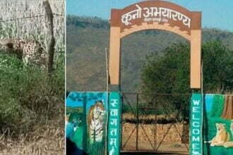 नामीबिया से आया ओबान कूनो से निकलकर गांव में घुसा, ग्रामीणों में दहशत, वाइल्ड लाइफ की टीम मौके पर