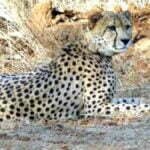 कूनो से भागा ओबान चीता पकड़ा गया, साउथ अफ्रीका से आई टीम ने किया रेस्क्यू, आशा अब भी फरार