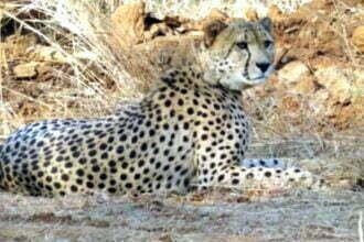 कूनो से भागा ओबान चीता पकड़ा गया, साउथ अफ्रीका से आई टीम ने किया रेस्क्यू, आशा अब भी फरार