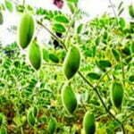 छत्तीसगढ़ में रबी फसलों की लक्ष्य से अधिक बोनी, बीते रबी सीजन से इस साल 5.77 प्रतिशत रकबा बढ़ा