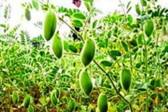 छत्तीसगढ़ में रबी फसलों की लक्ष्य से अधिक बोनी, बीते रबी सीजन से इस साल 5.77 प्रतिशत रकबा बढ़ा