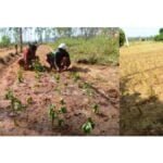 छत्तीसगढ़ में औषधीय पौधों की खेती को बढ़ावा, परंपरागत खेती की तुलना में दोगुना से ज्यादा लाभ