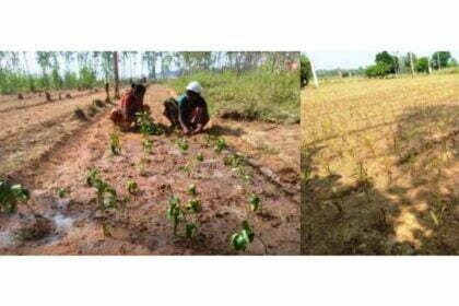 छत्तीसगढ़ में औषधीय पौधों की खेती को बढ़ावा, परंपरागत खेती की तुलना में दोगुना से ज्यादा लाभ