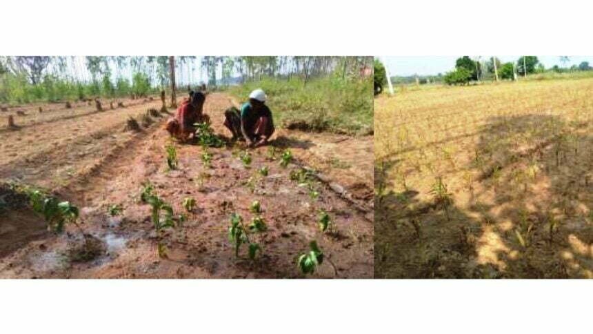 छत्तीसगढ़ में औषधीय पौधों की खेती को बढ़ावा, परंपरागत खेती की तुलना में दोगुना से ज्यादा लाभ