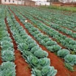 बाड़ी विकास योजना से महेश्वरी यादव की माली हालत हुई बेहतर