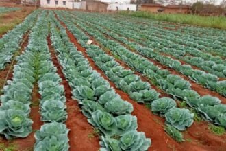 बाड़ी विकास योजना से महेश्वरी यादव की माली हालत हुई बेहतर