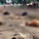 दर्दनाक घटना: तेज रफ्तार हाइवा ने ली 11 बेजुबानों की जान, सड़क पर बिछ गई लाशें