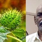 धतूरे के 60 बीज चबाकर पहुंचा मित्तल हॉस्पिटल, मुश्किल से बची जान