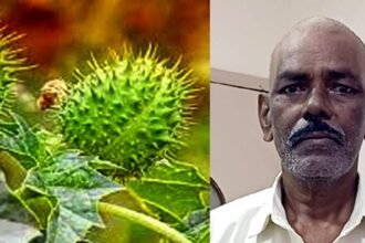 धतूरे के 60 बीज चबाकर पहुंचा मित्तल हॉस्पिटल, मुश्किल से बची जान