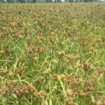 छत्तीसगढ़ मिलेट मिशन : बढ़ती डिमांड के चलते किसान ले रहे रागी की खेती में रूचि