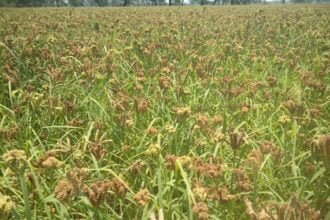 छत्तीसगढ़ मिलेट मिशन : बढ़ती डिमांड के चलते किसान ले रहे रागी की खेती में रूचि