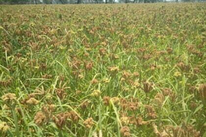 छत्तीसगढ़ मिलेट मिशन : बढ़ती डिमांड के चलते किसान ले रहे रागी की खेती में रूचि