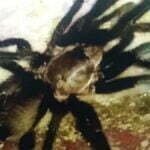 जानलेवा मकड़ी: डंक मारने से बेहोश हुई महिला, डॉक्टर बोले- टारेंटयुला ने काटा, जा सकती थी जान