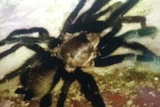 जानलेवा मकड़ी: डंक मारने से बेहोश हुई महिला, डॉक्टर बोले- टारेंटयुला ने काटा, जा सकती थी जान