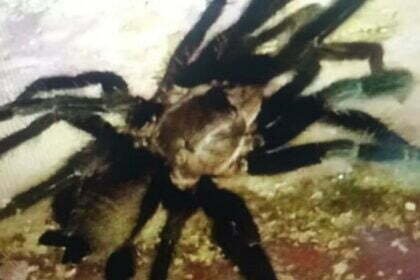 जानलेवा मकड़ी: डंक मारने से बेहोश हुई महिला, डॉक्टर बोले- टारेंटयुला ने काटा, जा सकती थी जान