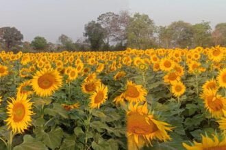 राजीव गांधी किसान न्याय योजना से किसान हो रहे खुशहाल, सूरजमुखी की खेती कर किसान ले रहे लाभ