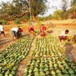 छत्तीसगढ़ में अब तक एक चौथाई के करीब तेंदूपत्ता का हो चुका संग्रहण