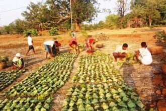 छत्तीसगढ़ में अब तक एक चौथाई के करीब तेंदूपत्ता का हो चुका संग्रहण