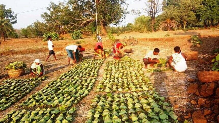 छत्तीसगढ़ में अब तक एक चौथाई के करीब तेंदूपत्ता का हो चुका संग्रहण