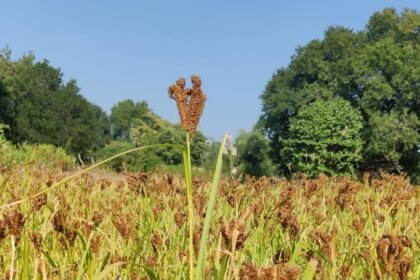 छत्तीसगढ़ बन रहा देश का मिलेट हब, देश का इकलौता राज्य जहां समर्थन मूल्य पर खरीदा जा रहा मिलेट्स