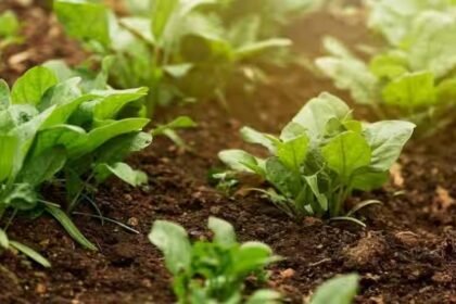 राज्य में जैविक खेती की ओर किसानों का रूझान बढ़ा, 16.56 लाख क्विंटल वर्मी कम्पोस्ट का किसानों ने किया खेती में उपयोग