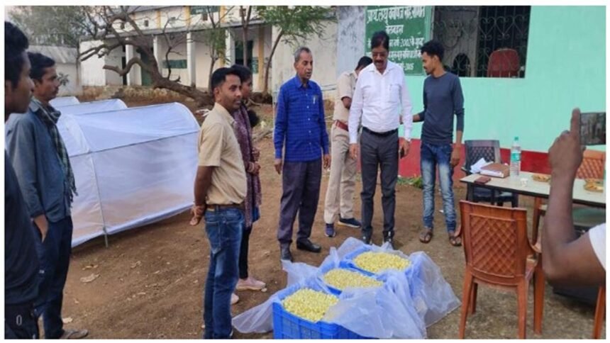 छत्तीसगढ़ के महुआ की महक पहुंचने लगी देश-विदेश तक, मिल रहा अतिरिक्त मुनाफा और रोजगार