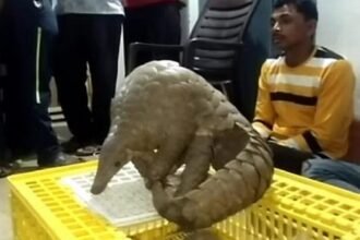 तस्करी: साढ़े 11 किलो के जिंदा पेंगोलिन के साथ तीन तस्कर गिरफ्तार